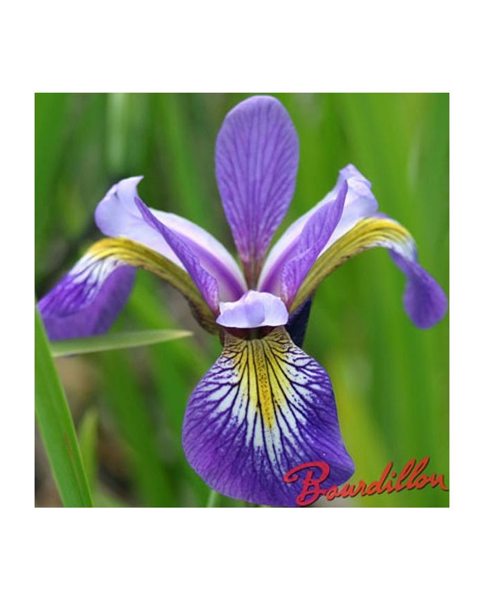 Iris : MOUNTAIN BROOK