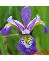 Iris : MOUNTAIN BROOK