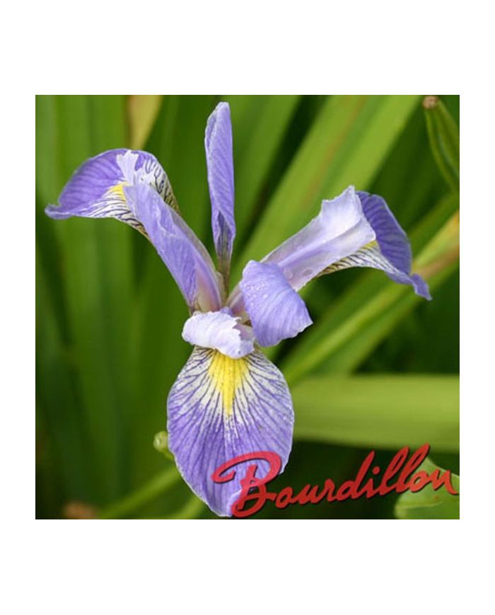 Iris : SCHREVEI