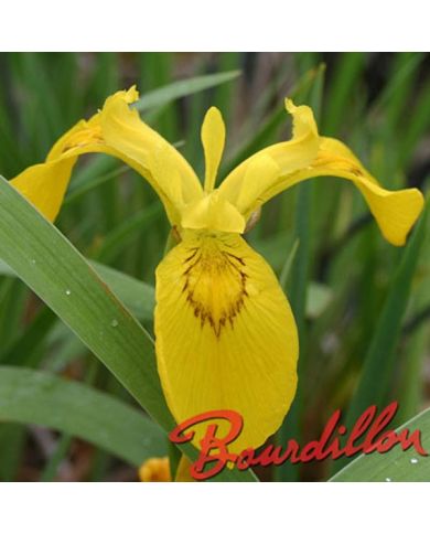 Iris : DONAU