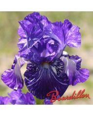 Iris : BATIK