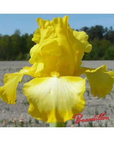Iris : BOTTLE SUNSHINE