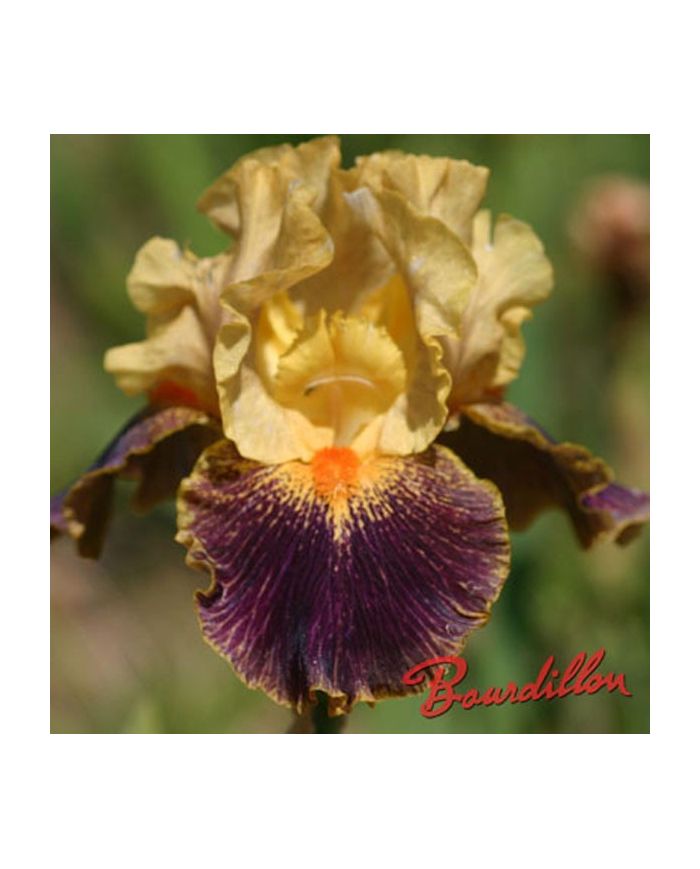 Iris : DELIRIUM