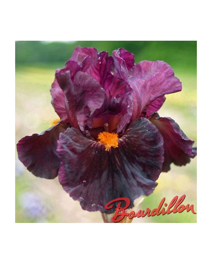 Iris : JUMP START