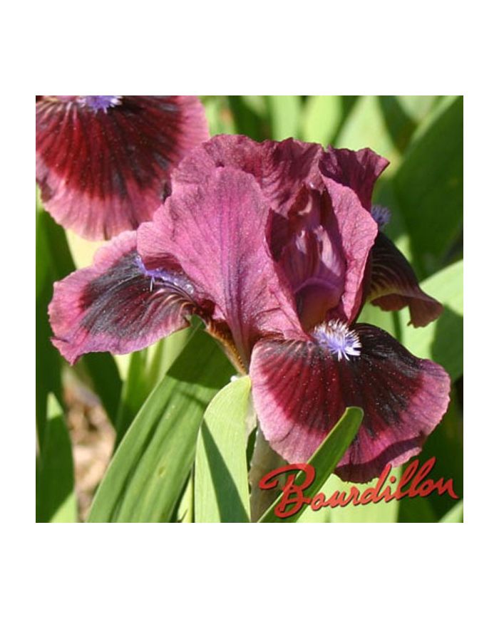 Iris : CAT'S EYE