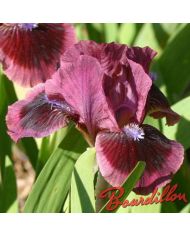 Iris : CAT'S EYE