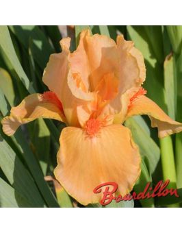 Iris lilliput : Desert Orange