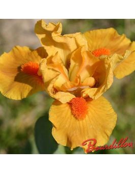 Iris lilliput : Marksman