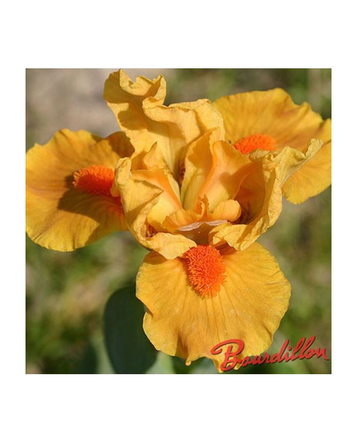 Iris : MARKSMAN