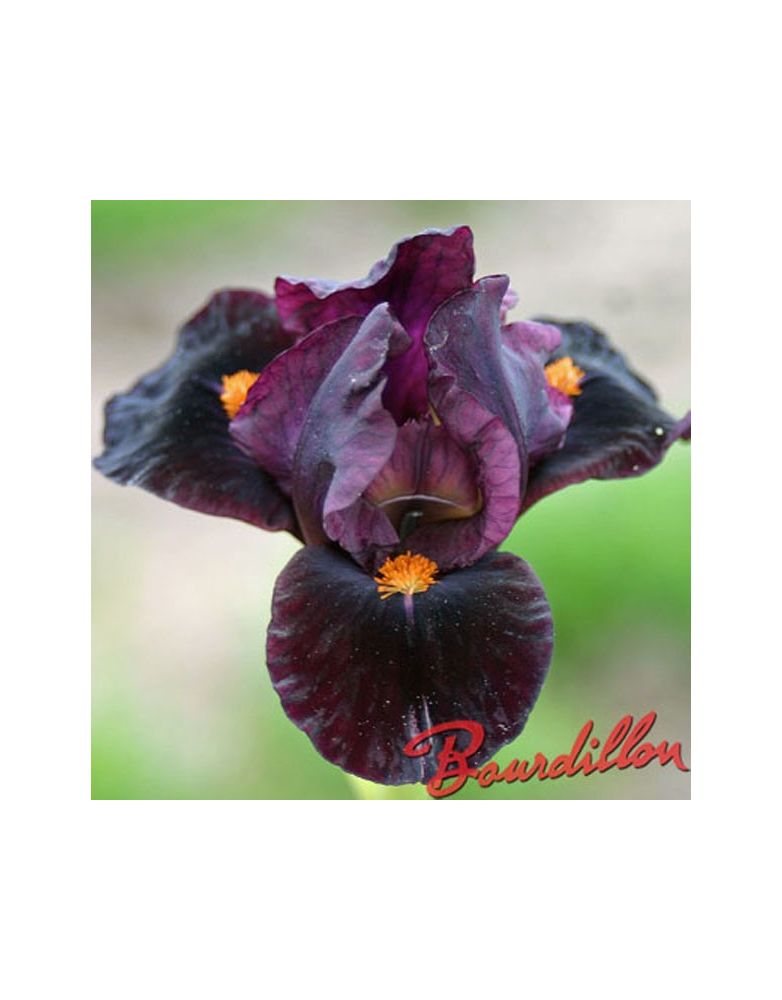 Iris lilliput : Mini Dragon