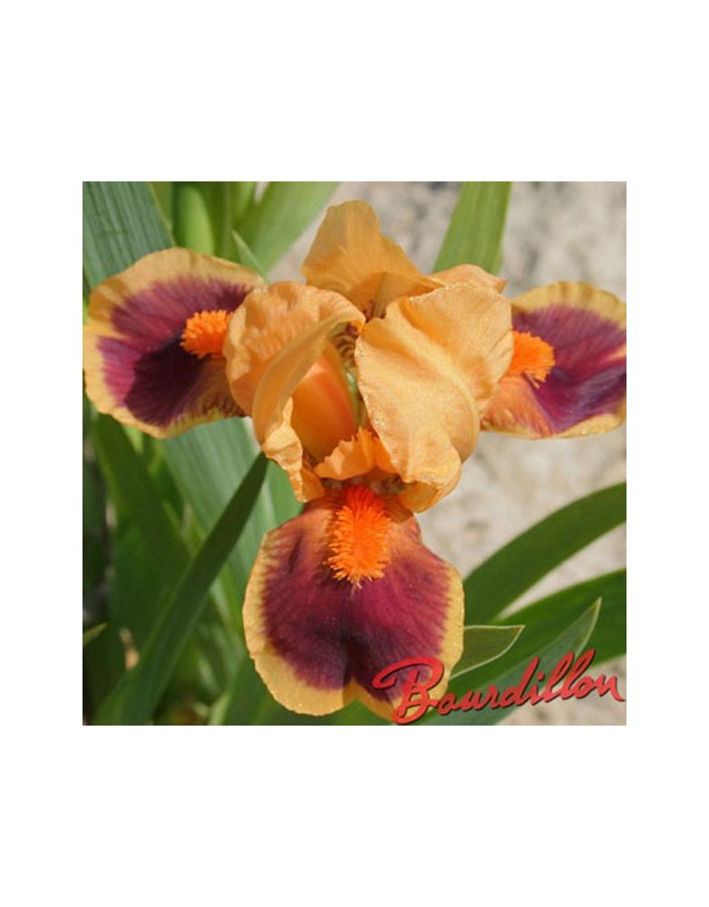 Iris lilliput : Pele