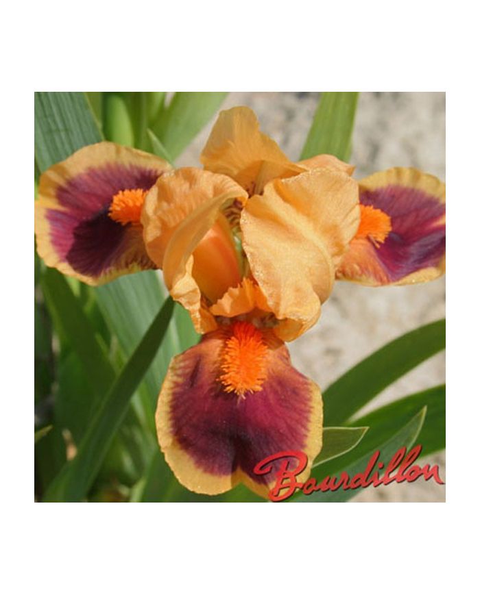 Iris : PELE