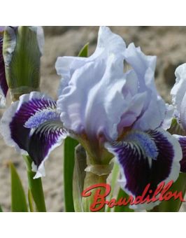 Iris lilliput : Puddy Tat