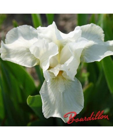 Iris : PURE ALLURE