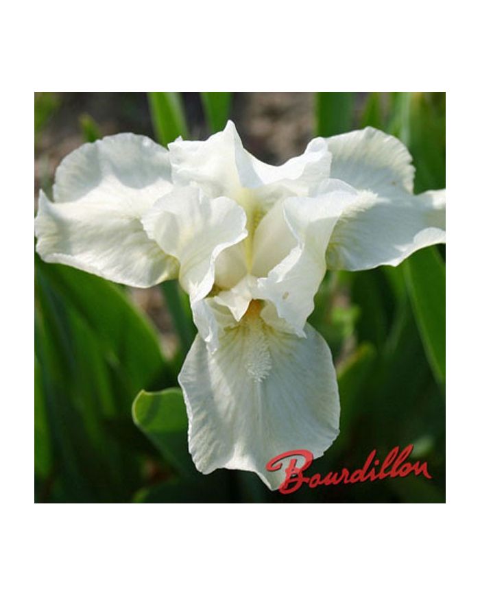 Iris : PURE ALLURE
