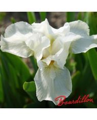 Iris : PURE ALLURE