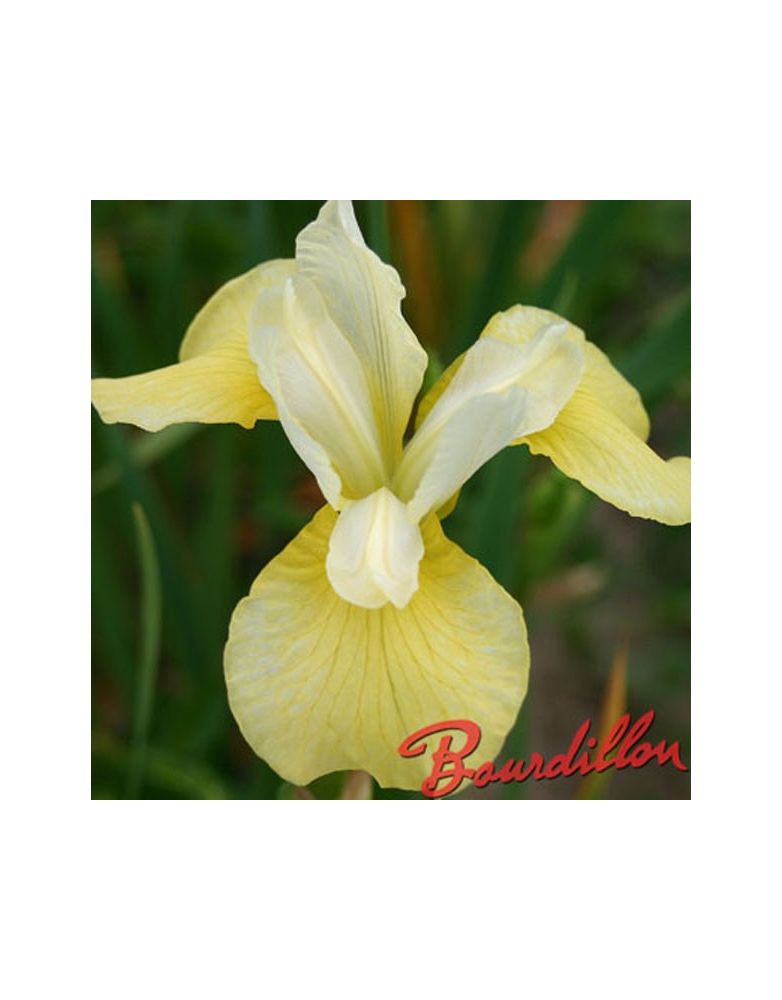 Iris sibirica : Butter And Sugar