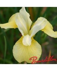 Iris : BUTTER AND SUGAR