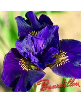 Iris sibirica : Ruffled Velvet