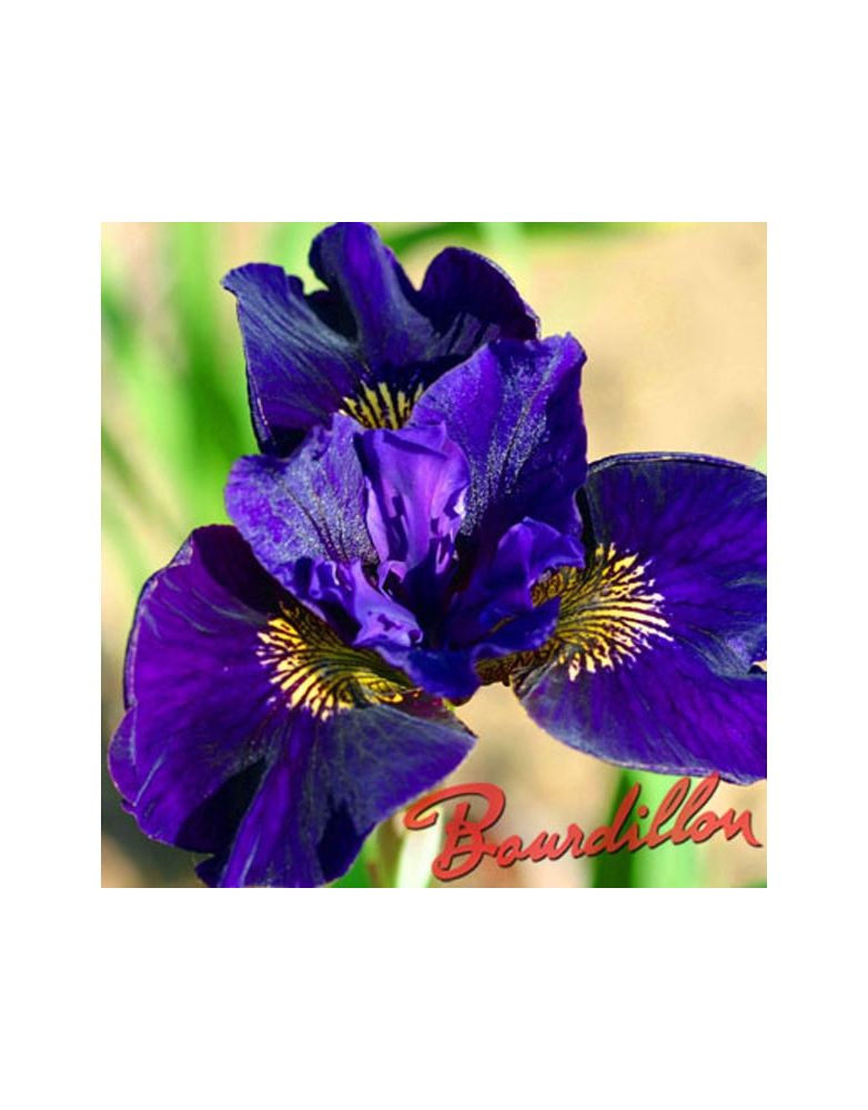 Iris sibirica : Ruffled Velvet