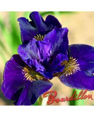 Iris : RUFFLED VELVET