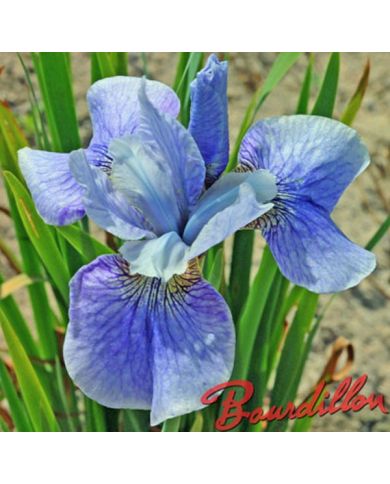 Iris : STEVE VARNER