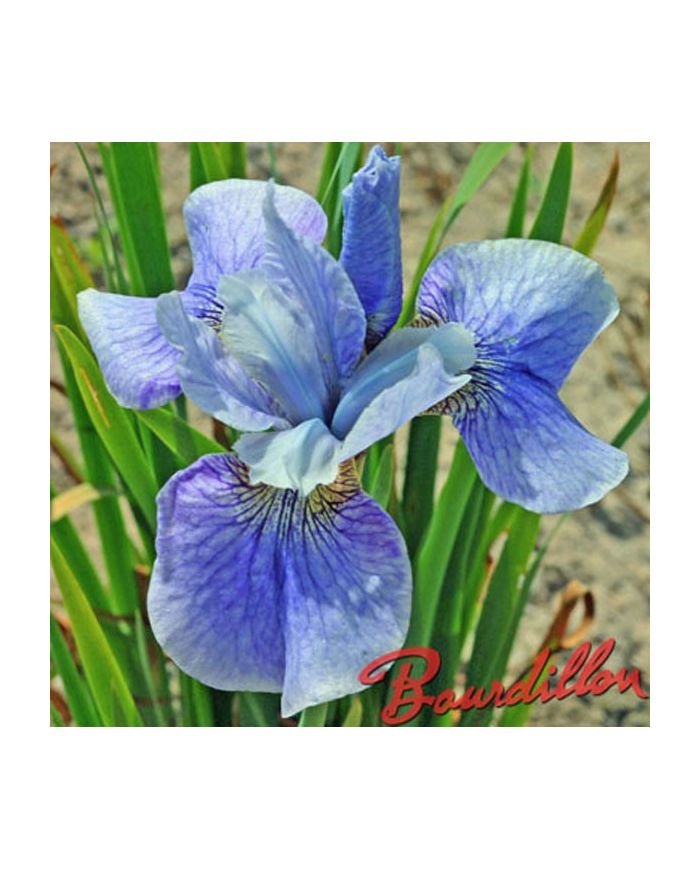 Iris : STEVE VARNER