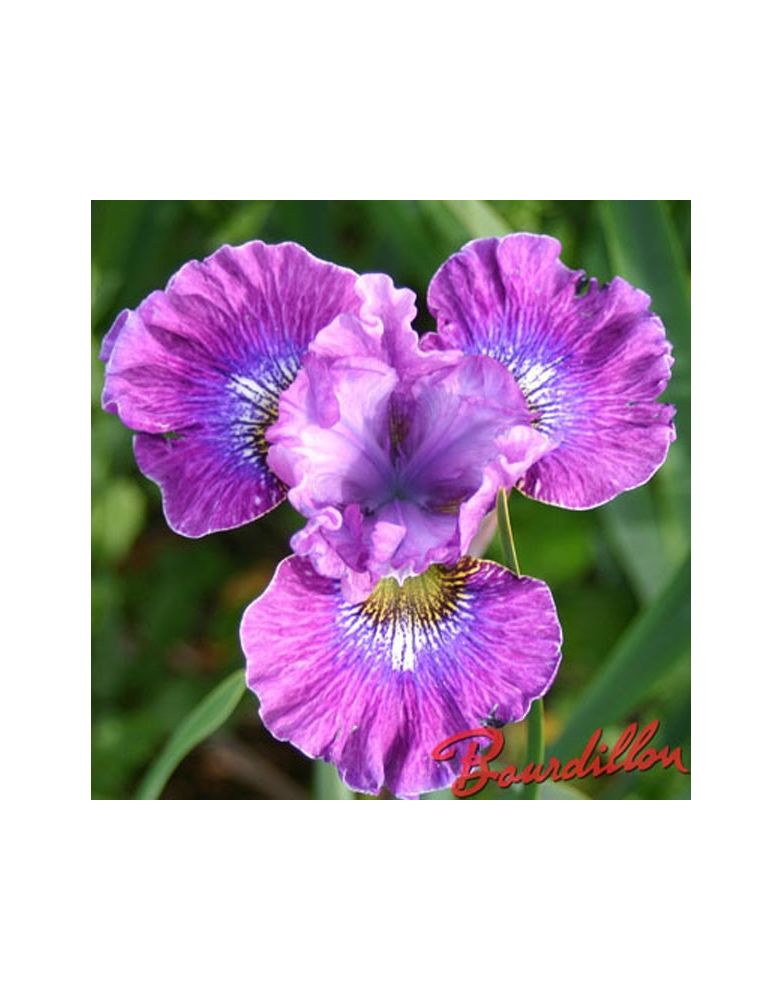 Iris sibirica : Strawberry Fair