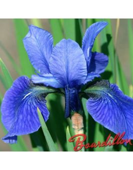 Iris sibirica : Swank