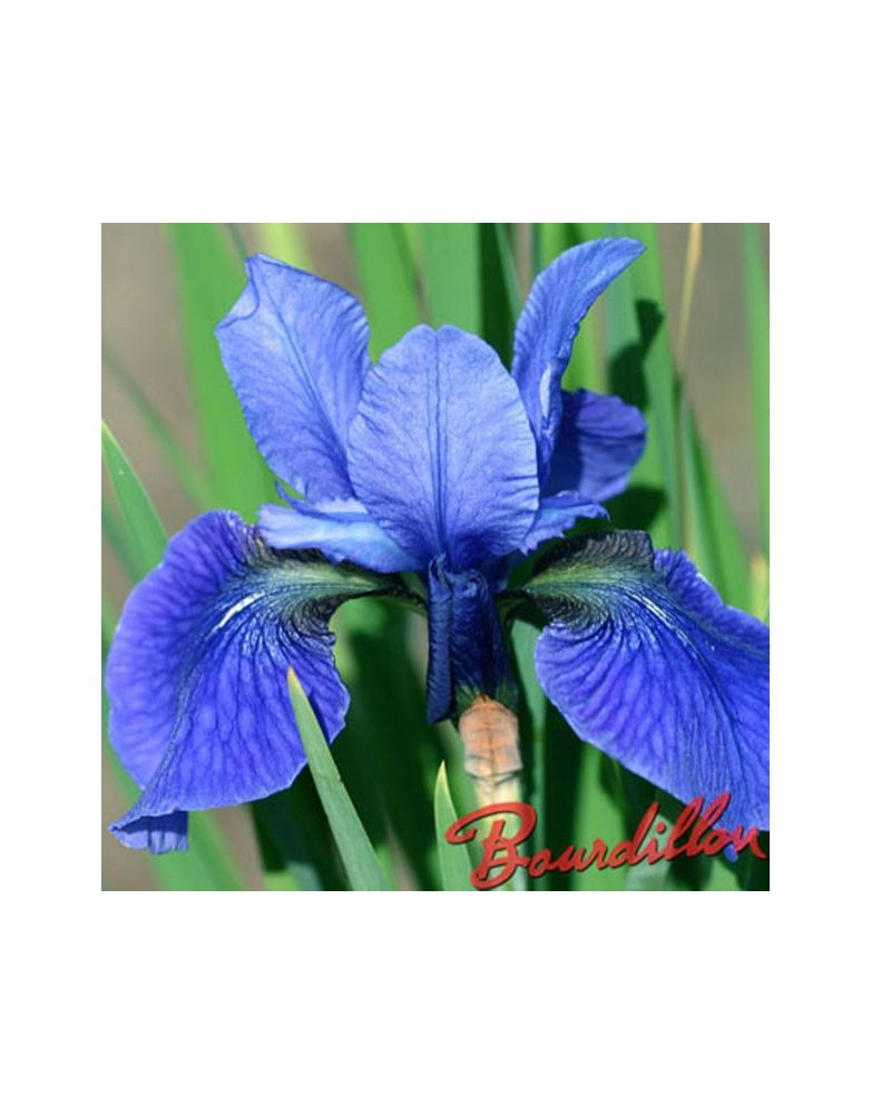 Iris sibirica : Swank