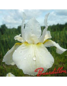 Iris sibirica : White Swirl