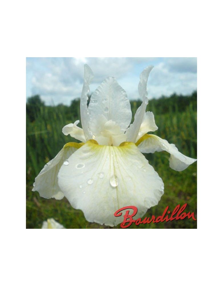 Iris sibirica : White Swirl