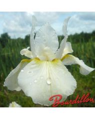 Iris : WHITE SWIRL