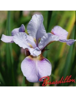 Iris sibirica : Roanoke 's Choice