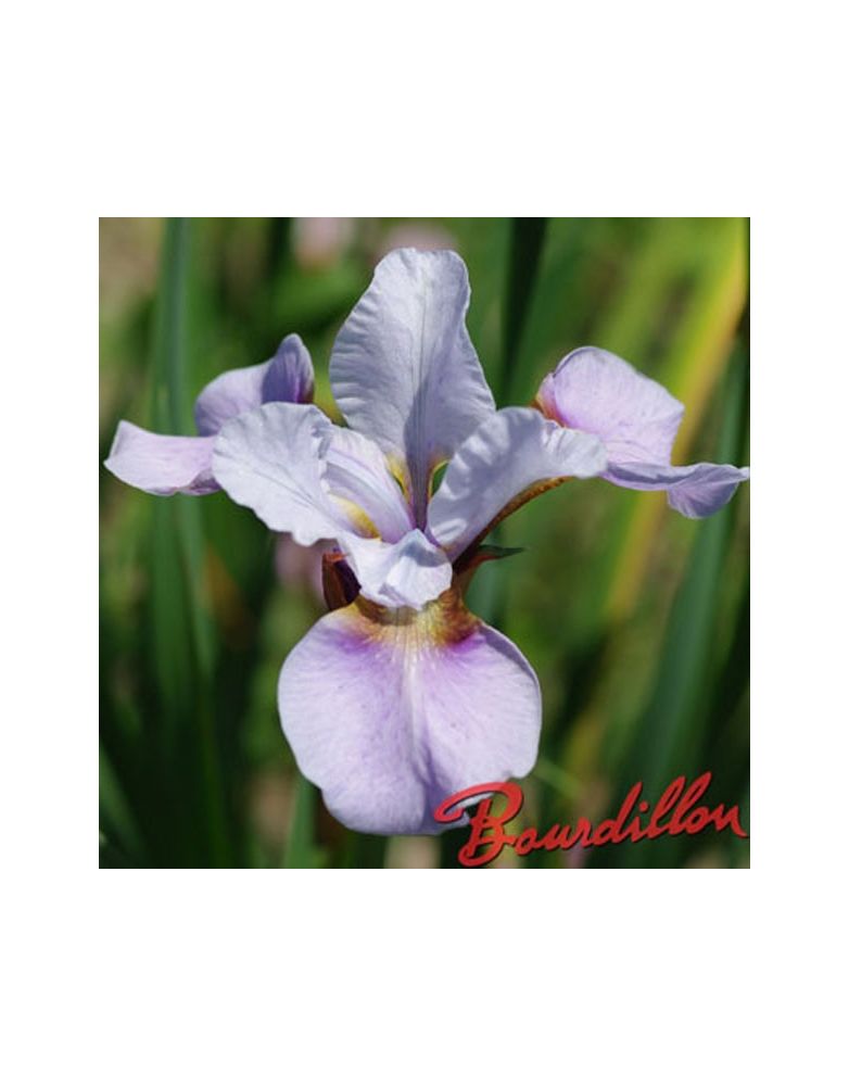 Iris sibirica : Roanoke 's Choice