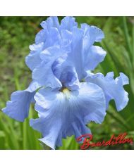 Iris : ABOVE THE CLOUDS
