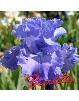 Iris : DELTA BLUES