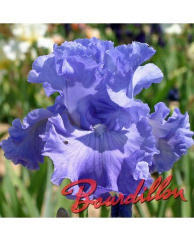 Iris : DELTA BLUES