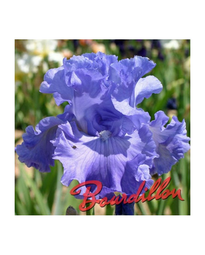 Iris : DELTA BLUES