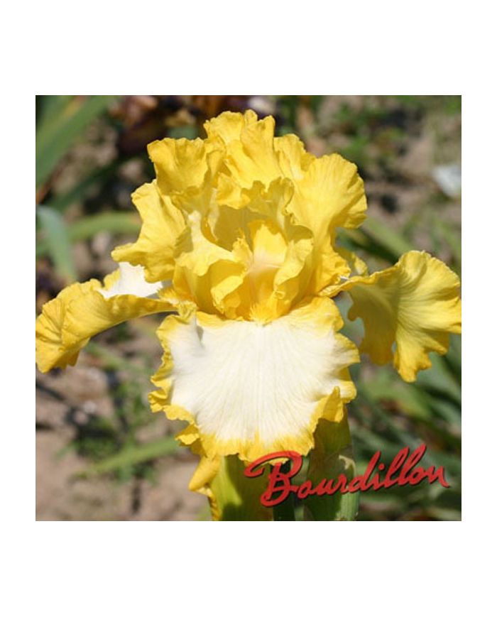 Iris : FIRST INTERSTATE