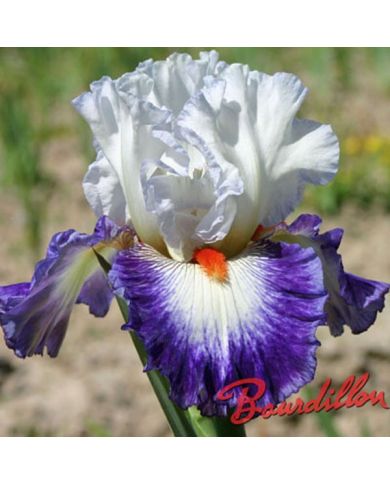 Iris : GYPSY LORD