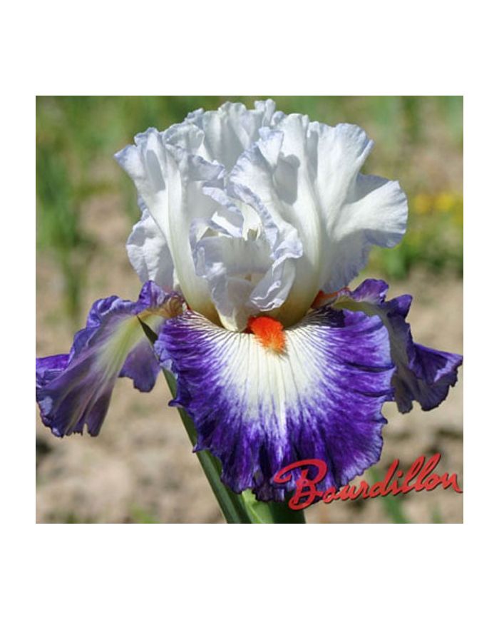 Iris : GYPSY LORD