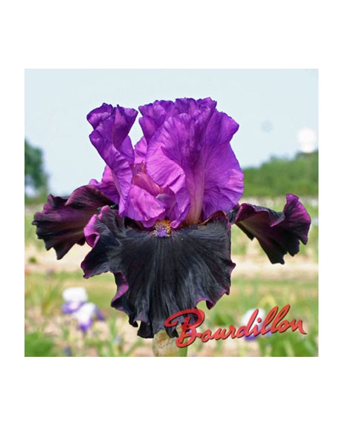 Iris : MADE OF MAGIC