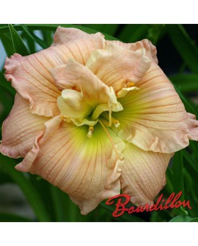 Hemerocalle : ALMOND PUFF