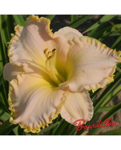 Hemerocalle : BABY BLANCKET
