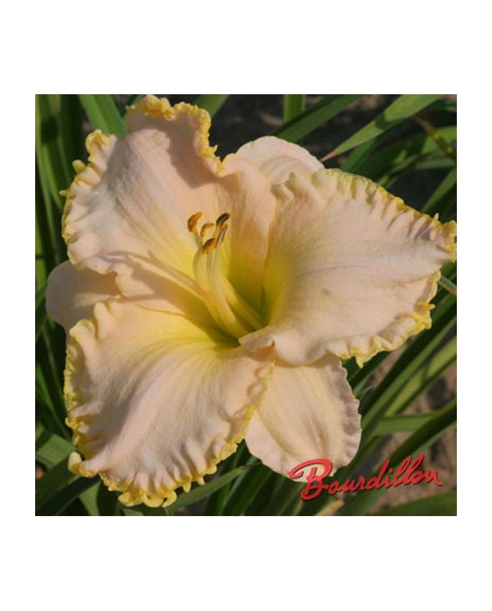Hemerocalle : BABY BLANCKET