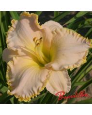 Hemerocalle : BABY BLANCKET