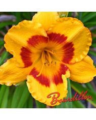 Hemerocalle : BEAU REGARD