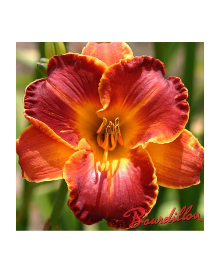 Hemerocalle : BEAUTE DIVINE