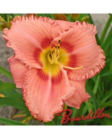 Hemerocalle : BOISSON FRAICHE